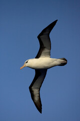Black-browed Albatross, Wenkbrauwalbatros, Thalassarche melanophrys