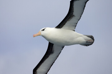Black-browed Albatross, Wenkbrauwalbatros, Thalassarche melanophrys