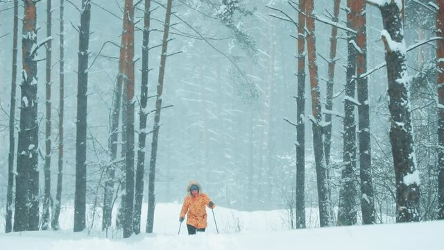 Slow Motion, Slo-Mo Active Young Caucasian Woman Skiing In Beautiful Winter Snowy Forest. Active Healthy Lifestyle On Winter Nature. Frosty Day. Snowy Weather. Coniferous Forest. Blizzard in Windy Day