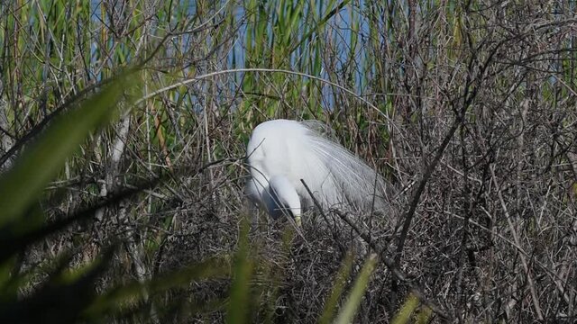 Great egret holding a stick arranging and building a nest