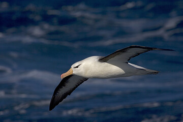 Black-browed Albatross, Wenkbrauwalbatros, Thalassarche melanophrys