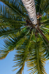 Upward view of a palm tree with a clear blue sky in the background. Concept of traveling to the beach, to a tropical climate.
