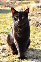 Naklejka na ściany i meble A black cat in the garden on a warm spring day.