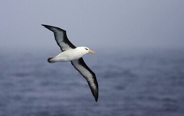 Fototapeta na wymiar Wenkbrauwalbatros, Black-browed Albatross, Thalassarche melanophrys