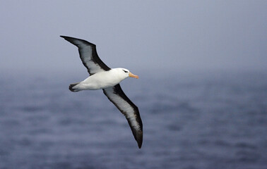 Wenkbrauwalbatros, Black-browed Albatross, Thalassarche melanophrys