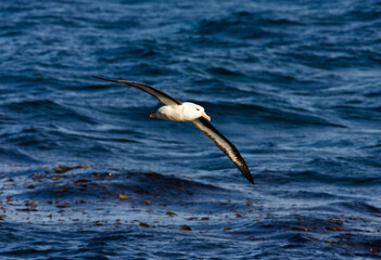 Black-browed Albatross, Wenkbrauwalbatros, Thalassarche melanophrys