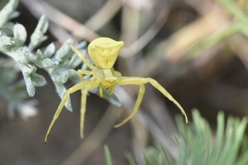 small yellow spider waiting for prey