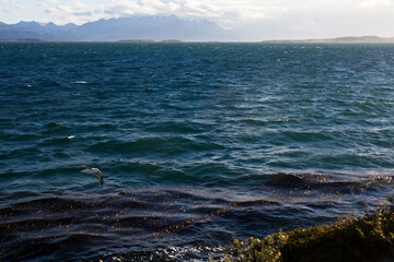 Black-browed Albatross, Wenkbrauwalbatros, Thalassarche melanophrys