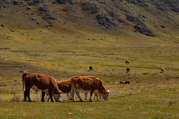 Russia. South of Western Siberia, Mountain Altai. Cows grazing peacefully in a spring pasture at the foot of the grandiose cliffs.