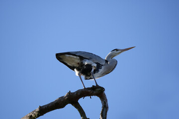  ein Graureiher Ardea cinerea auf einem Ast