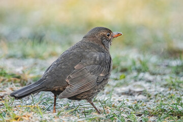Amsel auf der Wiese