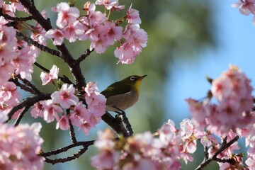 Fototapeta premium 馬見丘陵公園 河津桜とメジロ