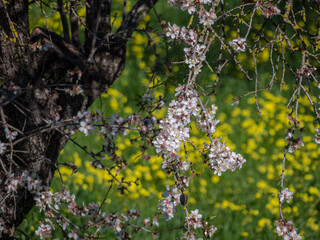 Springtime Mallorca