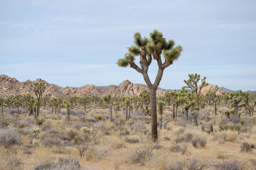 Joshua Tree National Park in California US