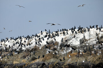 Pelicans sitting on the breakwater outside Marina del Rey, Los Angeles California.