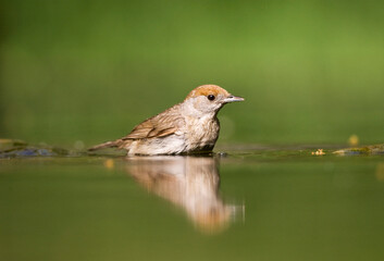 Zwartkop, Blackcap, Sylvia atricapilla