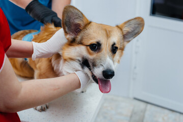 In a modern veterinary clinic, a thoroughbred Corgi dog is examined. Veterinary clinic
