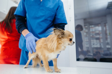 In a modern veterinary clinic, a thoroughbred Chihuahua is examined and treated on the table....