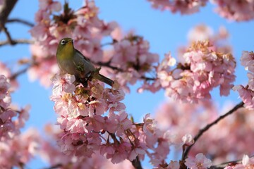 馬見丘陵公園　河津桜とメジロ