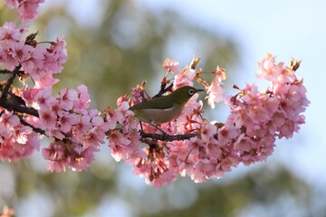 馬見丘陵公園　河津桜とメジロ