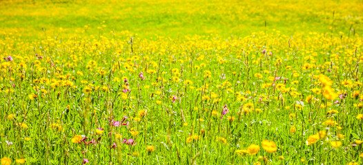 Gelbe Löwenzahnblumen in einer Frühlingswiese