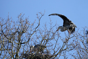Fischreiher Ardea cinerea fliegt zu seinem Nest