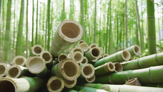 bamboo pole used for construction, teeth whitening and sustainable wood products