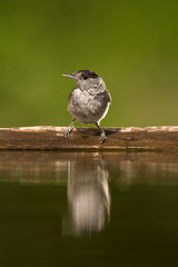 Zwartkop, Blackcap, Sylvia atricapilla