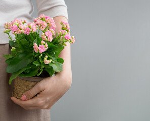 Close up of a woman's hands holding a flower in a pot. Spring pink flower with greenery in a pot on a gray background. Spring mood. Garden fresh plants in a pot. Space for text. Gift for 
 mother.