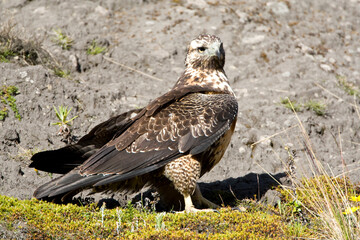 Grijze Arendbuizerd, Black-chested Buzzard-eagle,  Geranoaetus melanoleucus