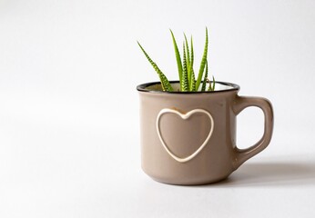 Havortia in a pot on a white background