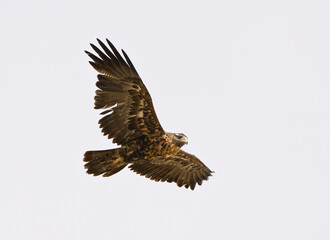 Grijze Arendbuizerd, Black-chested Buzzard-Eagle, Geranoaetus melanoleucus