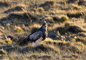 Grijze Arendbuizerd, Black-chested Buzzard-Eagle, Geranoaetus melanoleucus