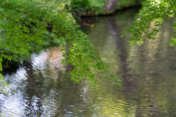 Close up green  maple branches over the water wave reflection  in Kirinko lake, Yufuin Cho Kawakami, Yufu, Oita Prefecture,Japan.