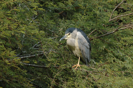 Black-crowned Night Heron, Kwak, Nycticorax nycticorax