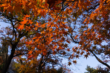 autumn in the forest