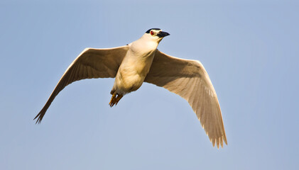 Kwak, Black-crowned Night-heron, Nycticorax nycticorax
