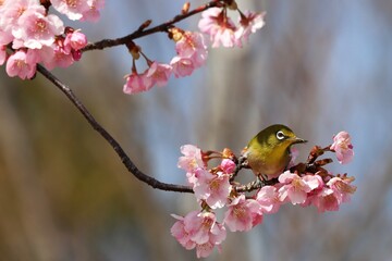 馬見丘陵公園　河津桜とメジロ