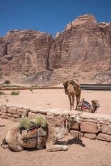 Camellos en un campamento n&oacute;mada del desierto de Wadi Rum en Jordania