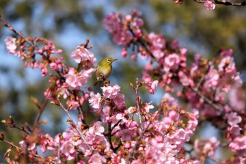 馬見丘陵公園　河津桜とメジロ
