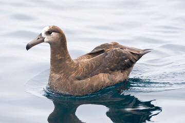 Zwartvoetalbatros, Black-footed Albatross, Diomedea nigripes