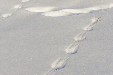 Wild animal tracks in the snow, Caucasus