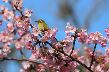 馬見丘陵公園　河津桜とメジロ
