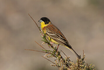 Zwartkopgors, Black-headed Bunting, Emberiza melanocephala