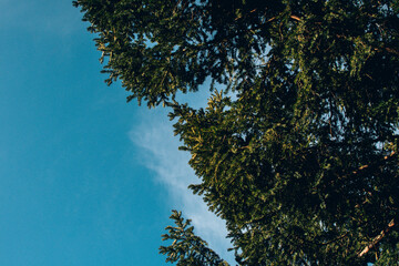 Conifere au soleil
