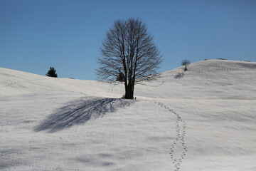 Tree in solitude on the snowy hills of Friuli Venezia Giulia, Italy