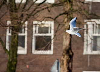 Black-headed Gull, Kokmeeuw, Larus ridibundus