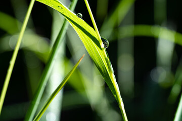 Grashalm mit Wassertropfen