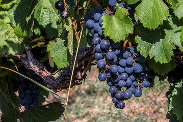 red wine grapes