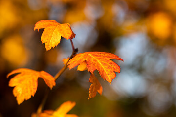 Herbstlaub Weissdorn